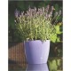 Flowerpot Magnolia purple lila