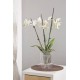 Orchid pot Finenja transparent