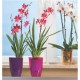 Orchid pot Lillia