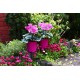 Flowerpot Fiolek fuschia