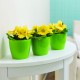 Flowerpot Magnolia light green