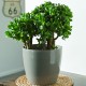 Flowerpot Magnolia anthracite