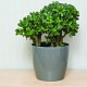 Flowerpot Magnolia light grey