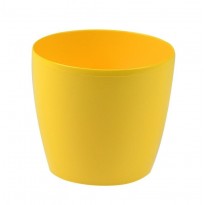 Flowerpot Magnolia yellow